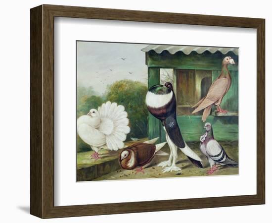 Pouter Pigeons-James E. Bourhill-Framed Giclee Print