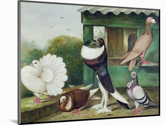 Pouter Pigeons-James E. Bourhill-Mounted Giclee Print