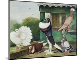 Pouter Pigeons-James E. Bourhill-Mounted Giclee Print