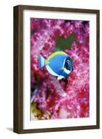 Powder Blue Surgeonfish-Georgette Douwma-Framed Photographic Print