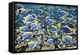 Powder Blue Tang (Acanthurus Leucosternon)-Reinhard Dirscherl-Framed Stretched Canvas