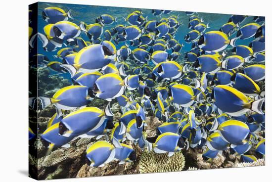 Powder Blue Tang (Acanthurus Leucosternon)-Reinhard Dirscherl-Stretched Canvas