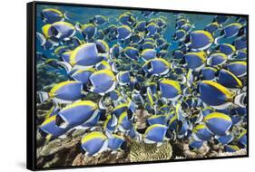 Powder Blue Tang (Acanthurus Leucosternon)-Reinhard Dirscherl-Framed Stretched Canvas