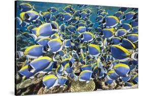 Powder Blue Tang (Acanthurus Leucosternon)-Reinhard Dirscherl-Stretched Canvas