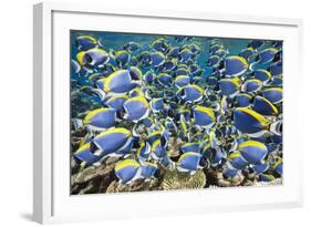 Powder Blue Tang (Acanthurus Leucosternon)-Reinhard Dirscherl-Framed Photographic Print