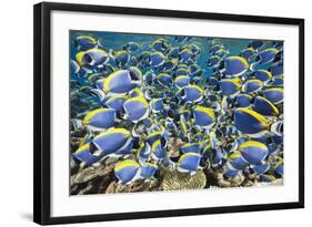 Powder Blue Tang (Acanthurus Leucosternon)-Reinhard Dirscherl-Framed Photographic Print