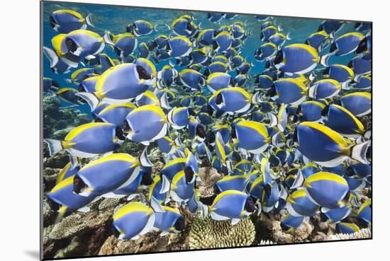 Powder Blue Tang (Acanthurus Leucosternon)-Reinhard Dirscherl-Mounted Photographic Print