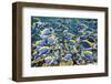 Powder Blue Tang (Acanthurus Leucosternon)-Reinhard Dirscherl-Framed Photographic Print