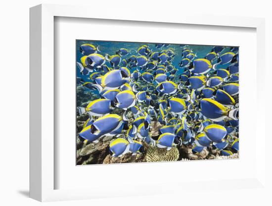 Powder Blue Tang (Acanthurus Leucosternon)-Reinhard Dirscherl-Framed Photographic Print