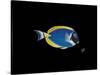 Powder Blue Tang-Durwood Coffey-Stretched Canvas