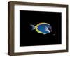 Powder Blue Tang-Durwood Coffey-Framed Giclee Print