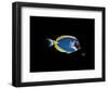 Powder Blue Tang-Durwood Coffey-Framed Giclee Print