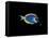 Powder Blue Tang-Durwood Coffey-Framed Stretched Canvas