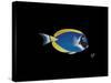 Powder Blue Tang-Durwood Coffey-Stretched Canvas