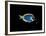 Powder Blue Tang-Durwood Coffey-Framed Giclee Print