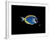 Powder Blue Tang-Durwood Coffey-Framed Giclee Print