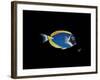 Powder Blue Tang-Durwood Coffey-Framed Giclee Print