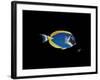 Powder Blue Tang-Durwood Coffey-Framed Giclee Print