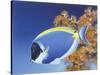 Powder Blue Tang-Durwood Coffey-Stretched Canvas