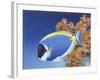 Powder Blue Tang-Durwood Coffey-Framed Giclee Print