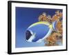 Powder Blue Tang-Durwood Coffey-Framed Giclee Print