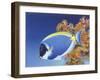 Powder Blue Tang-Durwood Coffey-Framed Giclee Print