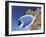 Powder Blue Tang-Durwood Coffey-Framed Giclee Print