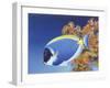 Powder Blue Tang-Durwood Coffey-Framed Giclee Print