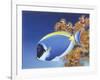 Powder Blue Tang-Durwood Coffey-Framed Giclee Print