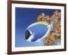 Powder Blue Tang-Durwood Coffey-Framed Giclee Print