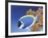 Powder Blue Tang-Durwood Coffey-Framed Giclee Print