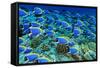 Powder Blue Tangs-aquanaut-Framed Stretched Canvas