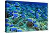 Powder Blue Tangs-aquanaut-Stretched Canvas