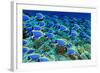 Powder Blue Tangs-aquanaut-Framed Photographic Print