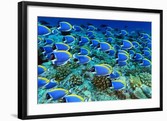 Powder Blue Tangs-aquanaut-Framed Photographic Print