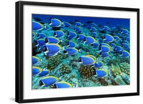 Powder Blue Tangs-aquanaut-Framed Photographic Print