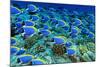 Powder Blue Tangs-aquanaut-Mounted Photographic Print