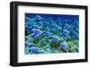 Powder Blue Tangs-aquanaut-Framed Photographic Print