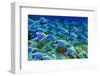 Powder Blue Tangs-aquanaut-Framed Photographic Print