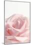 Powder Pink Rose I-null-Mounted Poster