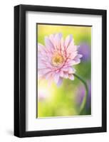 Powder Pink-Karin Connolly-Framed Art Print