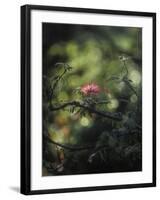 Powder Puff Shrub, Calliandra Tweedii, South America, Brazil-Andreas Keil-Framed Photographic Print