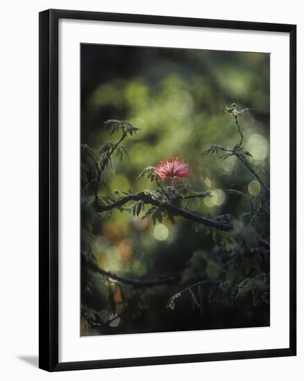 Powder Puff Shrub, Calliandra Tweedii, South America, Brazil-Andreas Keil-Framed Photographic Print