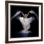 Powder Rush-Pauline Pentony Ba-Framed Photographic Print