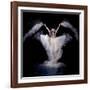 Powder Rush-Pauline Pentony Ba-Framed Photographic Print