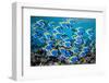 Powderblue surgeonfish swimming over coral, Indian Ocean-Alex Mustard-Framed Photographic Print