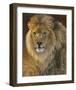 Power and Presence: African Lion-Joni Johnson-godsy-Framed Art Print