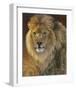 Power and Presence: African Lion-Joni Johnson-godsy-Framed Art Print