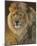 Power and Presence: African Lion-Joni Johnson-godsy-Mounted Art Print