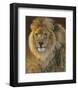 Power and Presence: African Lion-Joni Johnson-godsy-Framed Art Print